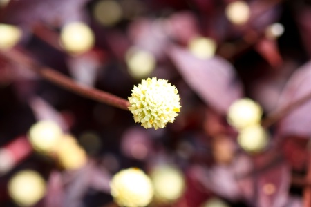 Globe amaranth or Gomphrena globosa close up in a morning. の写真素材