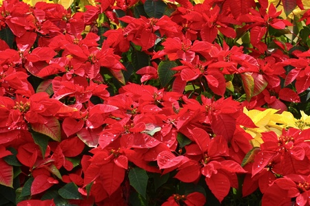 Red Poinsettia with green leaves. Christmas flower.の写真素材