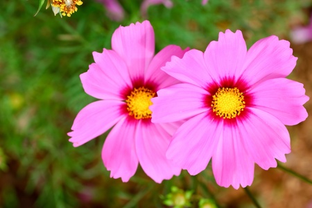 Pink daisy flowerの写真素材