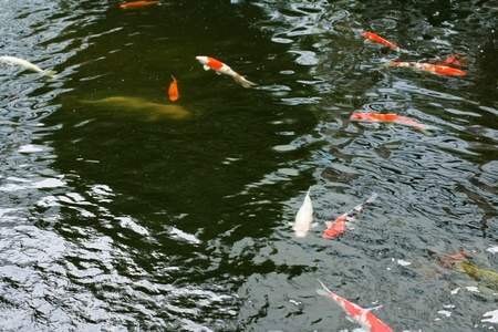 colorful koi carps surfaces in a feeding frenzy の写真素材