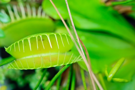 Nepenthes plant