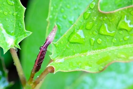Close up of water drops on fresh green leaves 