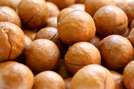 macadamia nuts の写真素材