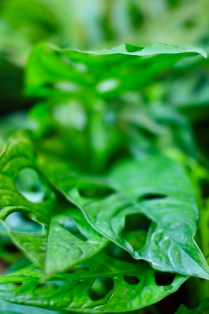green leaf background の写真素材