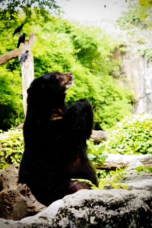 Asiatic black bearの写真素材
