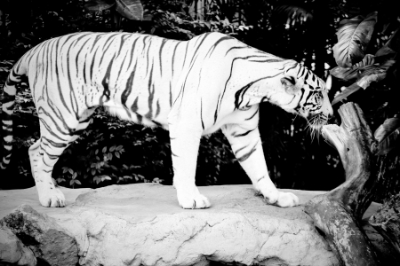 White Bengal tiger is walking の写真素材