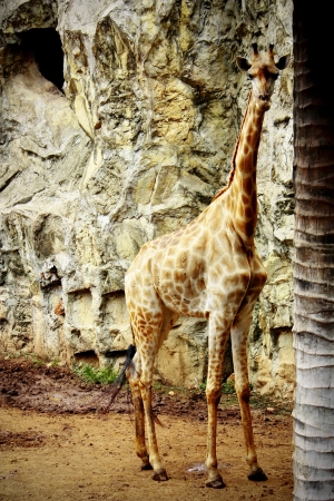 Closeup of a giraffe in soft lightの写真素材