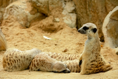 Family of Meerkats portrait in soft afternoon lightの写真素材