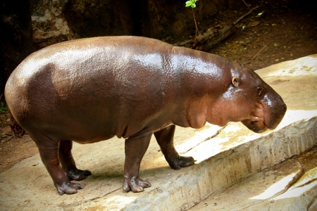 Closeup of a Hippopotamus in the zooの写真素材