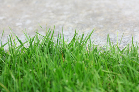 Fresh spring green grassの写真素材