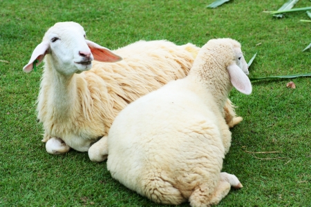 sheep in close up portrait outdoorの写真素材