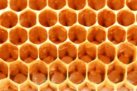 fresh honey in comb background