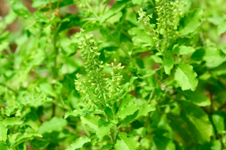 Red holy basil or Basil の写真素材