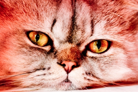 Cat portrait の写真素材