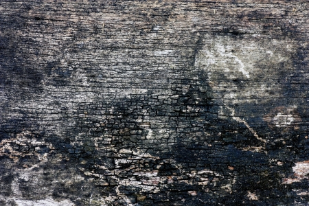 old tree bark textureの写真素材