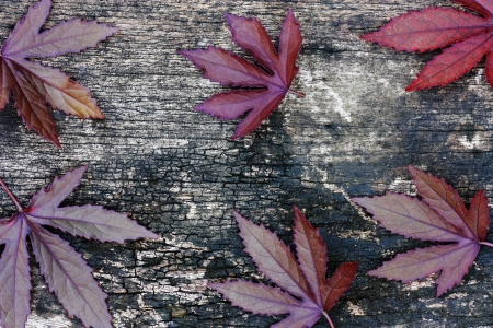 leaves on wood backgroundの写真素材