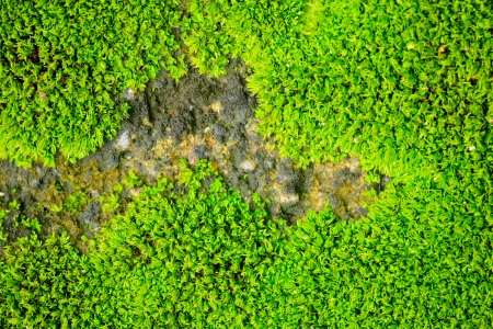 green mossの写真素材