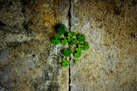 Green leaf with drops of water の写真素材
