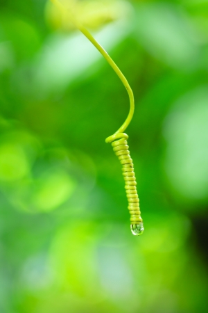 water dew drops の写真素材