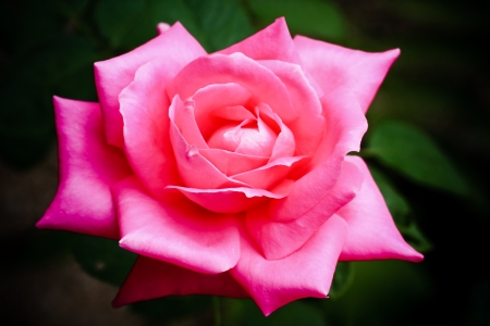 Pink roses close up  Backgroundの写真素材
