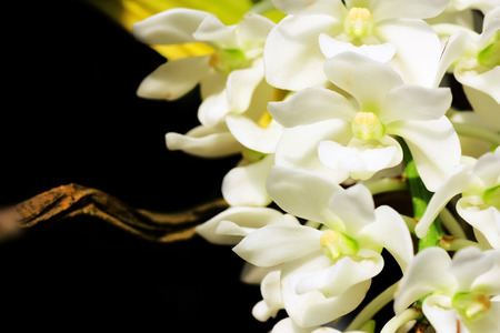 Wild orchid in Thailandの写真素材