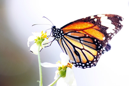 Monarch Butterfly on a flowerの写真素材