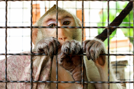 A monkey is looking at something in sad eyesの写真素材