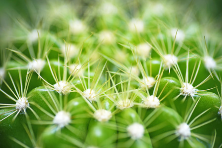 Various fresh green cactus plants backgroundの写真素材