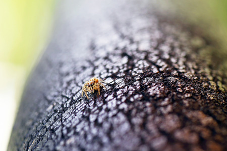 Closeup of small jumping spider