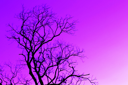 Sunbeams breaking through morning fog and treeの写真素材