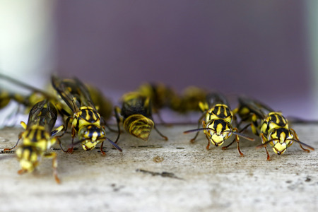 Large Wasp on thin branch in Springの写真素材