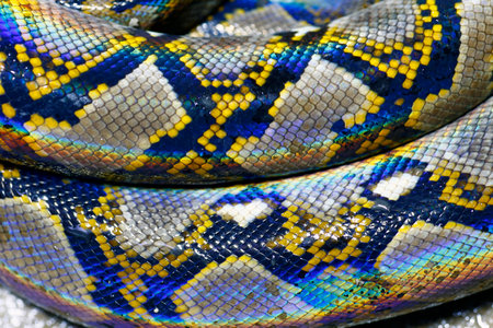 pattern skin boaの写真素材