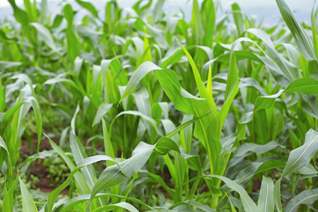 Green corn field on a moist field