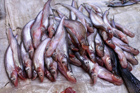 Sheatfish sale at local market,Thailandの写真素材