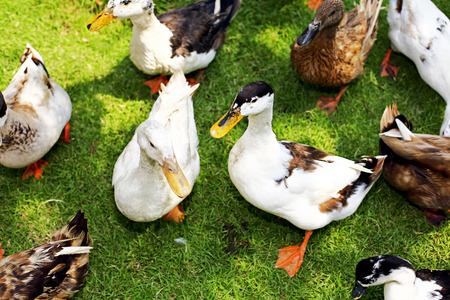 duck walk in a farmの写真素材