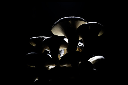 Fresh organic Phoenix mushroom [Indian Oyster] growing on soil in plastic bag