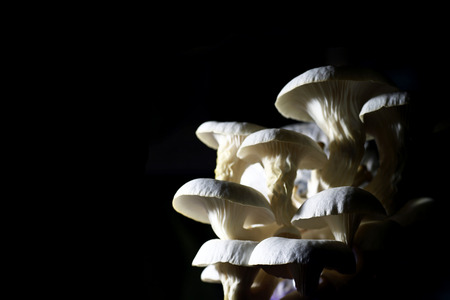 Fresh organic Phoenix mushroom [Indian Oyster] growing on soil in plastic bagの写真素材