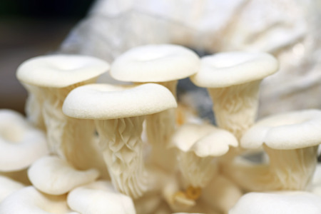 Fresh organic Phoenix mushroom [Indian Oyster] growing on soil in plastic bagの写真素材