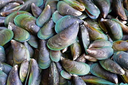 Fresh mussels at the market in Thailandの写真素材