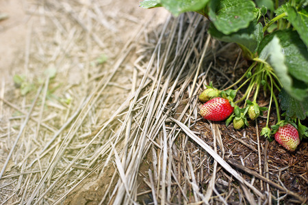 fresh strawberryの写真素材