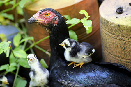Mother Hen and Protecting Chicksの写真素材