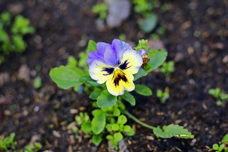 flower and beautiful petalsの写真素材