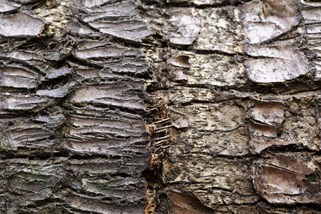 old tree bark texture