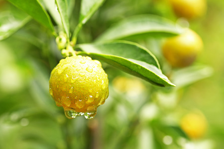 Ripe orange hanging on a treeの写真素材