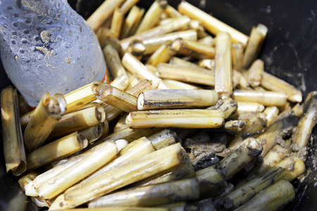 How to catch razor clams on Dutch beach at Don Hoi Lot,Samut Songkhram Province,Thailandの写真素材