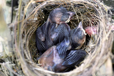 Newborn hungry baby birds in nest