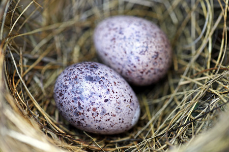A nest filled with bird eggs in the branchesの写真素材