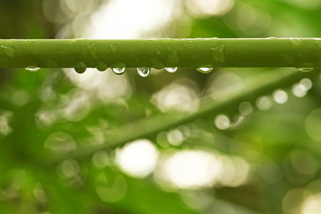 Beautiful green leaf with drops of waterの写真素材