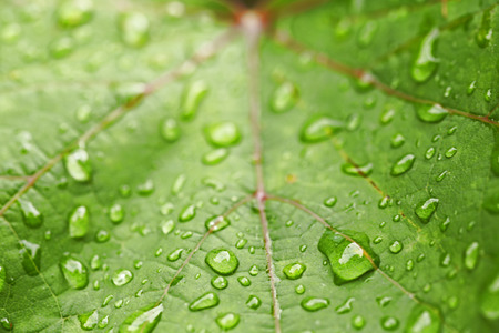 Beautiful green leaf with drops of waterの写真素材
