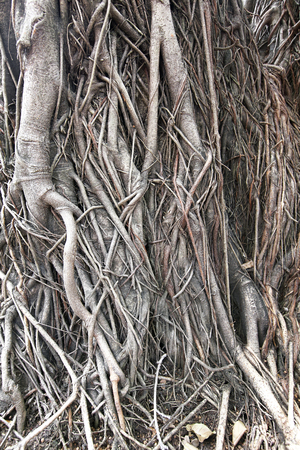 Shot of a Banyan Tree in Thailandの写真素材